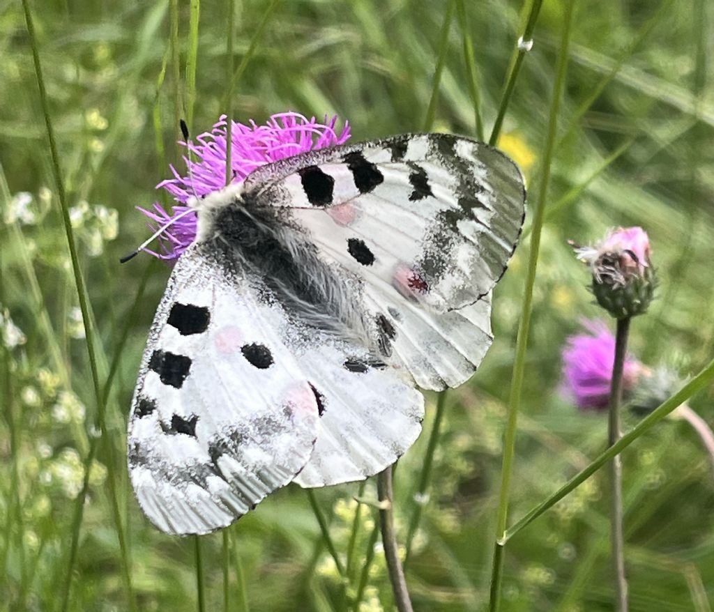 Parnassius apollo - Papilionidae